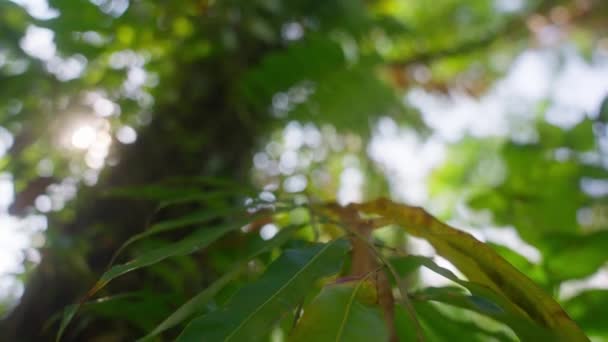 Gündüz Vakti Tayland Bir Tropikal Ağacın Yeşil Sarı Yapraklarının Yakın — Stok video