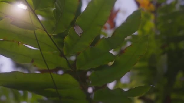 Fotografie Aproape Frunzelor Verzi Ale Unei Plante Soarele Strălucind Puternic — Videoclip de stoc