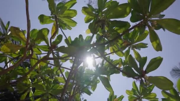 Alçak Açılı Ağaç Dalları Rüzgarda Sallanırken Tayland Güneş Parlarken — Stok video