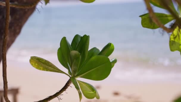 Vídeo Close Uma Planta Localizada Uma Praia Tailândia — Vídeo de Stock