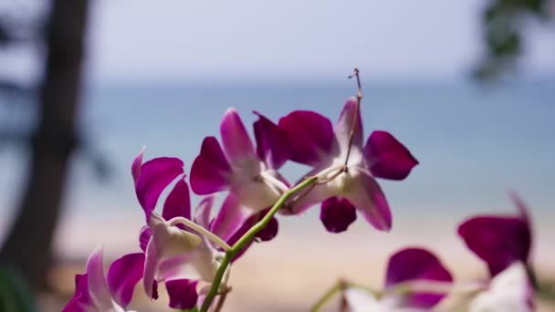 Крупный План Орхидей Качающихся Ветру Днем Пляже Таиланде — стоковое видео