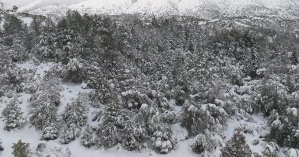 Drohne Cerro Catedral Schnee Bäume Wald — Stockvideo