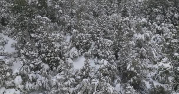 Drohne Cerro Catedral Schnee Bäume Wald — Stockvideo