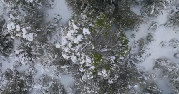 Bos Drone Cerro Catedral Sneeuw Bomen — Stockvideo