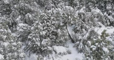 Drone, Snow, Tree, Forest, Cerro Katedrali