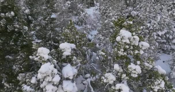 Drone Neve Árvore Floresta Cerro Catedral — Vídeo de Stock