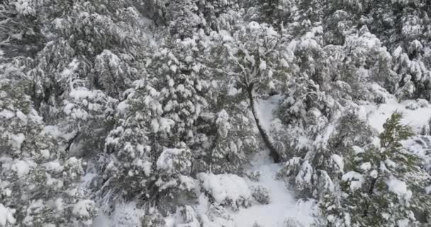 Drohne Schnee Baum Wald Cerro Catedral — Stockvideo