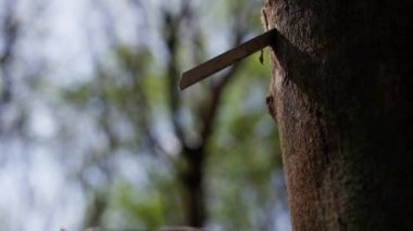 Tayland 'da gündüz vakti kauçuk bir ağacın gövdesinden damlayan süt lateksi.