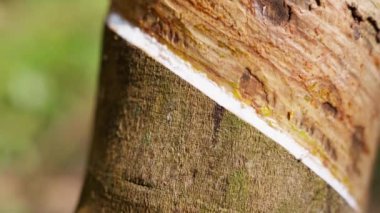 Tayland 'da gündüz vakti beyaz lateks özü damlayan kauçuk bir ağaçtaki spiral kesiğin yakın çekimi.