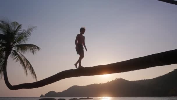 タイのビーチで日没時に曲がったヤシの木の幹を歩く男の子のシルエットを示す左から右に移動するパンショット — ストック動画