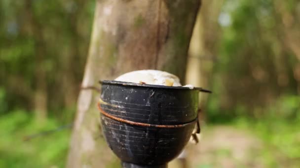 タイの昼間ゴム製の木からミルキーラテックスがいっぱいのボウルの正面図 — ストック動画