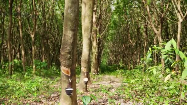 Rangée Arbres Caoutchouc Dans Une Plantation Thaïlande Avec Latex Caoutchouc — Video