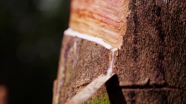 Lastik Tıkırtısını Gösteren Bir Video Kauçuk Ağaçtan Toplanan Bir Metot — Stok video