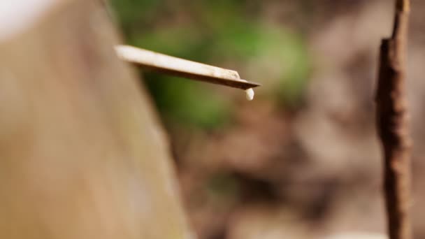 ゴムの木から抽出 収穫した天然ゴムを 昼間にぼんやりとした背景でタイで撮影した映像 — ストック動画
