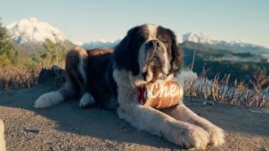 Saint Bernard, Köpek, Kurtarma, Brandy Fıçısı, Evcil Hayvan