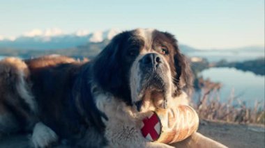 St. Bernard, Köpek, Kurtarma, Brandy Fıçısı, Hayvan