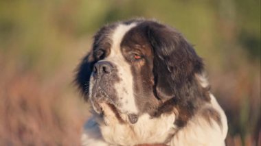 Aziz Bernard, Köpek, Dinlenme, Güneş ışığı, Evcil Hayvan