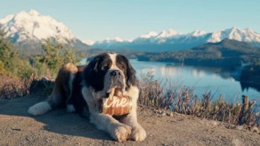 St. Bernard, Köpek, Kurtarma, Brandy Fıçısı, Yalancı