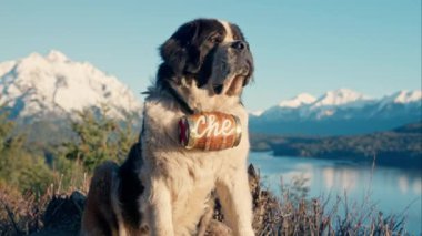 St. Bernard, Köpek, Kurtarma, Brandy Fıçısı, Güneş Işığı