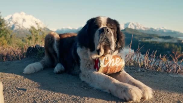 Saint Bernard Dog Rescue Brandy Barrel Pet — Stock video
