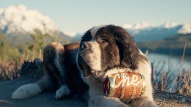 Bernhardiner Hund Rettung Brandy Barrel Haustier — Stockvideo