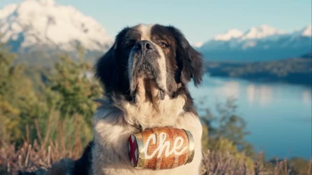 Bernard Dog Rescue Brandi Barrel Portrait — стоковое видео