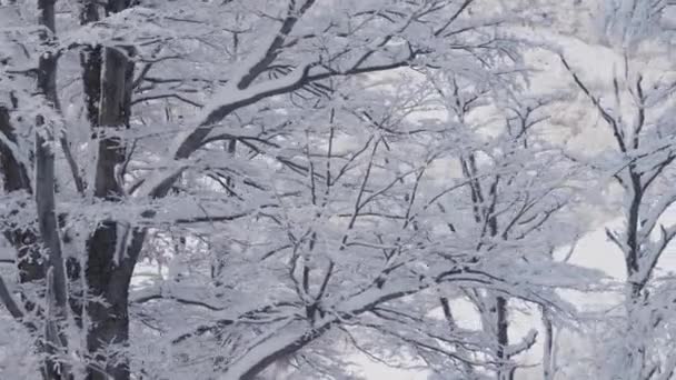 Schnee Überdacht Bäume Berge Winter — Stockvideo