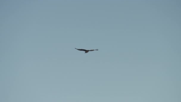 Eagle Bird Clear Sky Flying Blue — Stock Video