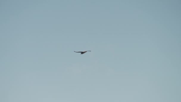 Aguila Pájaro Cielo Despejado Volar Azul — Vídeo de stock