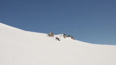 Snowboard, Man, Snowboard, Snow, Mountain