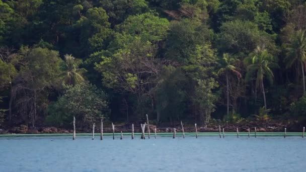 Dzienne Wideo Wyspy Pełnej Drzew Morza Wyłożonych Pionowymi Drewnianymi Słupami — Wideo stockowe