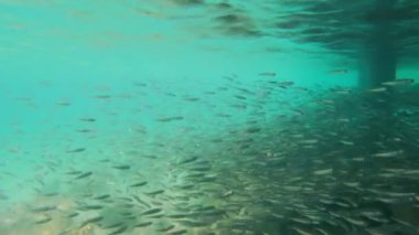 Sağ tarafta, Tayland 'da gündüz vakti ahşap iskele kazıklarının yanında yüzen sardalya sürüsünü gösteren bir video var.