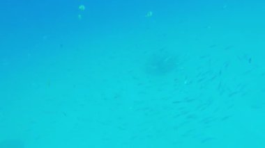 Tayland 'da deniz yaşamını gösteren bir video.