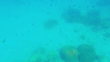 Tayland 'da denizin altında yüzen balıkları gösteren bir video.