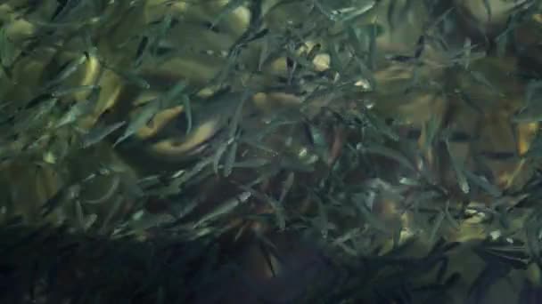 Detailní Video Školy Sardinek Plavajících Thajsku Blízkosti Hladiny Mořské Vody — Stock video
