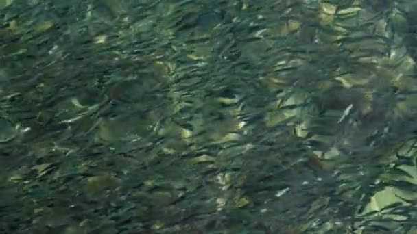 タイで昼間に海水面近くで泳いでいるイワシの群れのスローモーションのクローズアップビデオ — ストック動画