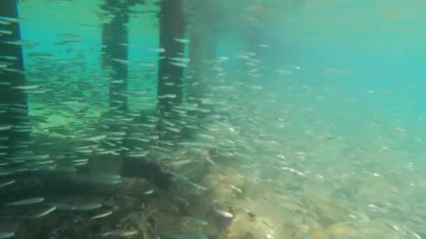 Відео Під Водою Показує Школу Сардин Які Плавають Біля Дерев — стокове відео