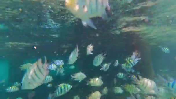 Kamera Podwodna Pokazuje Szkołę Żółtych Ryb Pływających Pobliżu Drewnianych Słupów — Wideo stockowe