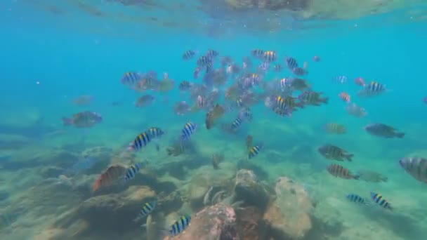 Ένα Βίντεο Που Δείχνει Κίτρινα Ψάρια Κολυμπούν Προς Την Επιφάνεια — Αρχείο Βίντεο