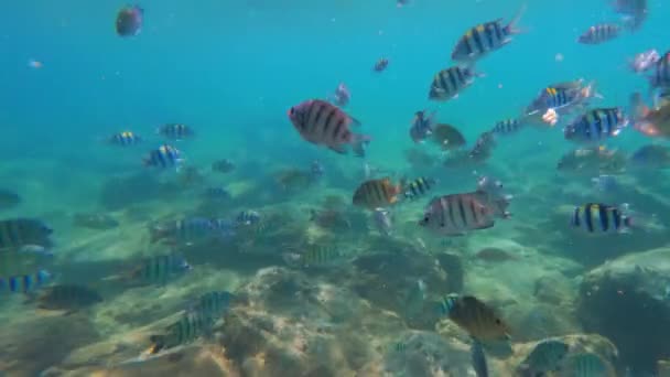 在泰国 一个视频显示黄鱼白天在岩石附近水下游动 — 图库视频影像