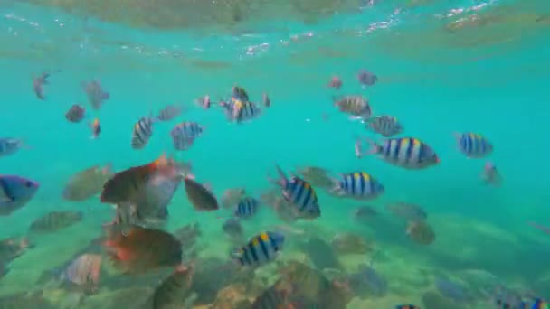 Видео Правой Стороны Показывающее Стаю Желтых Рыб Плавающих Над Скалами — стоковое видео