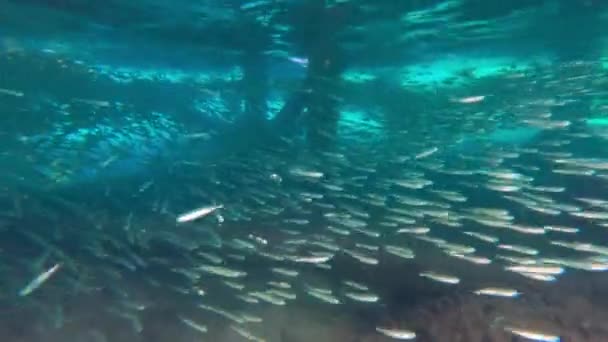 Wideo Poruszające Się Kierunku Szkoły Sardynek Pływających Pod Drewnianym Molo — Wideo stockowe