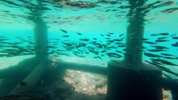 Video Moviéndose Hacia Una Escuela Sardinas Nadando Bajo Muelle Madera — Vídeo de stock