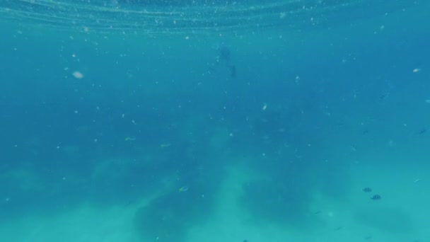 Подводный Снимок Показывающий Человека Ныряющего Маской Издалека Школой Рыб Днем — стоковое видео