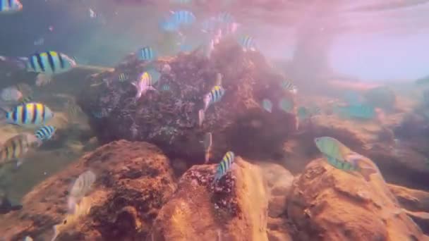 Підводні Кадри Школи Риб Які Плавають Біля Скель Поверхні Морської — стокове відео