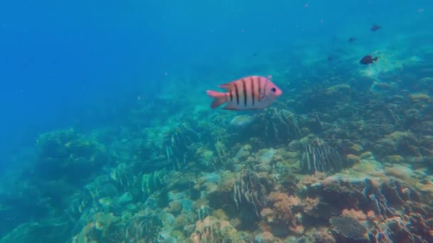 Sargento Solitario Peces Mayores Nadando Cerca Los Arrecifes Coral Durante — Vídeo de stock