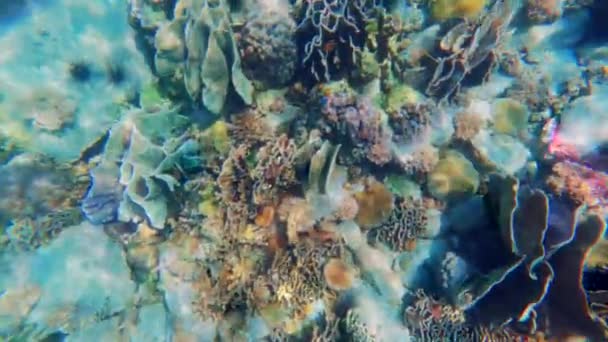 Дневной Снимок Показывающий Красивые Кораллы Голубыми Водами Таиланда — стоковое видео