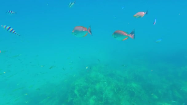 Μια Υποβρύχια Λήψη Του Ραβδώσεις Spinefoot Ψάρια Κολύμπι Άλλα Ψάρια — Αρχείο Βίντεο