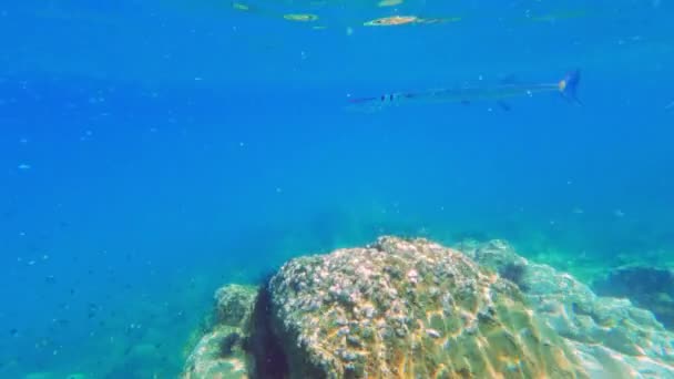 Eine Unterwasseraufnahme Eines Einsamen Nadelfisches Der Tagsüber Thailand Auf Einen — Stockvideo