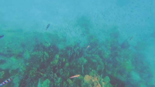 Μια Υποβρύχια Λήψη Από Ένα Κοπάδι Ψαριών Που Κολυμπούν Κοντά — Αρχείο Βίντεο